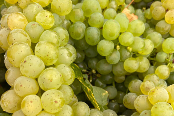 Weintrauben an der Weinlese