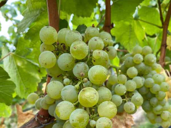 Weintrauben zur Weinlese
